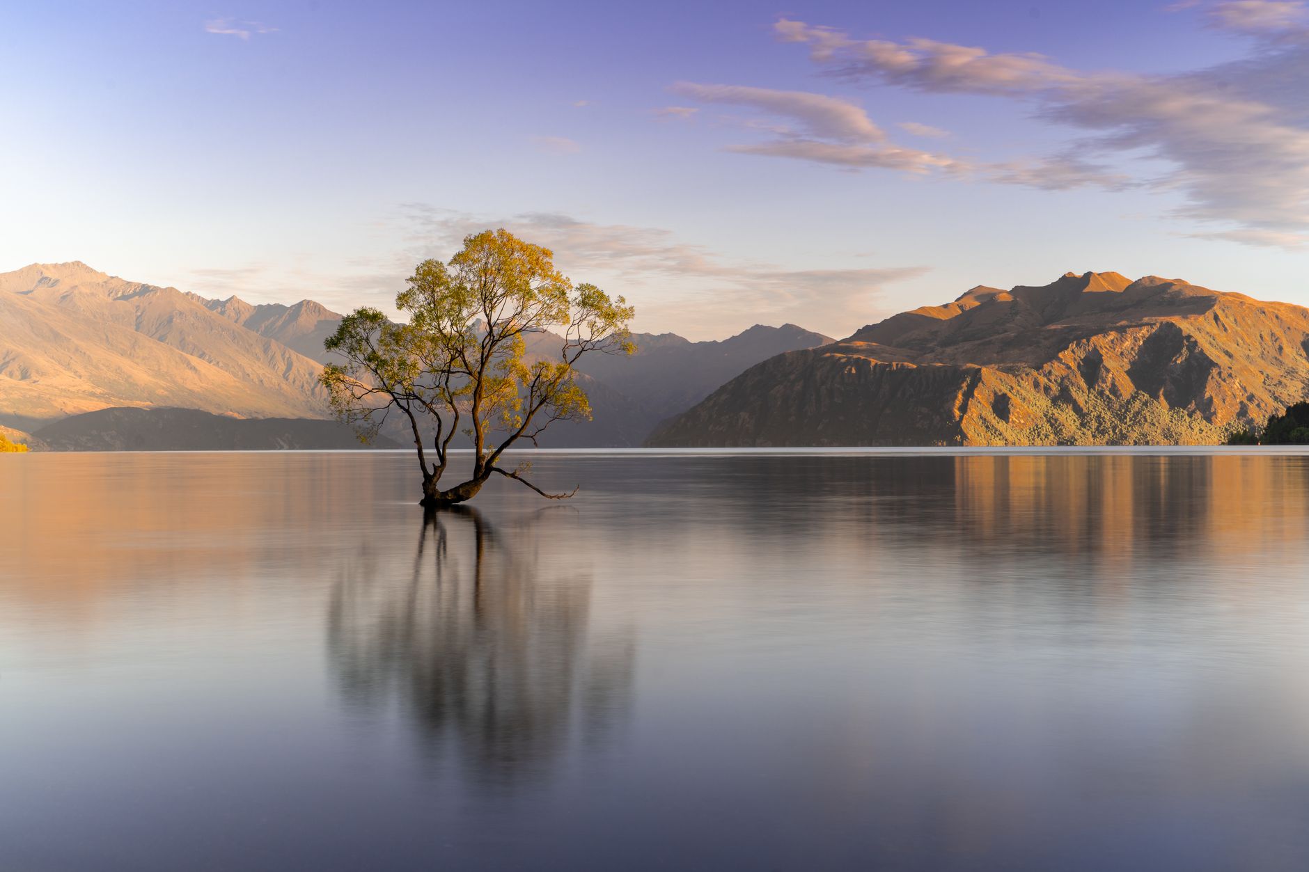 Lake Wanaka tree New Zealand